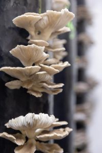 מהחממה לצלחת, פסטיבל 2023. עולמן הסודי של הפטריות, סיור וסדנה בבית גידול לפטריות.